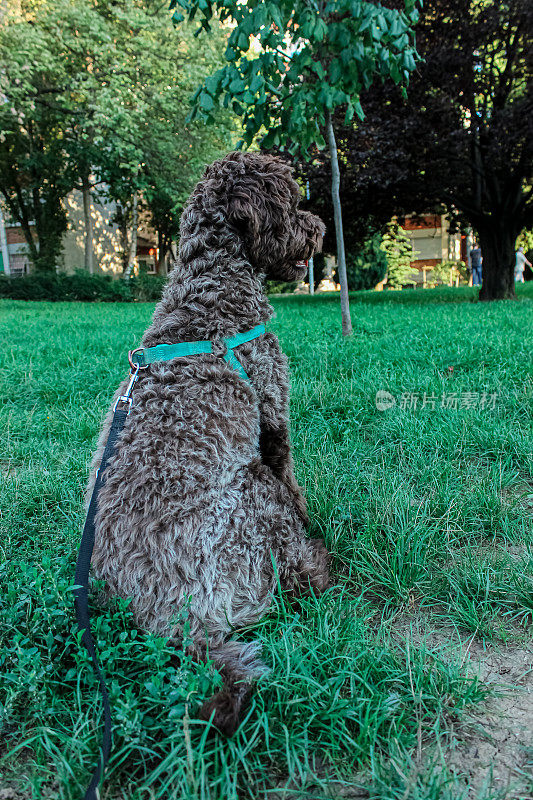 小狗母狗- Lagotto Romagnolo